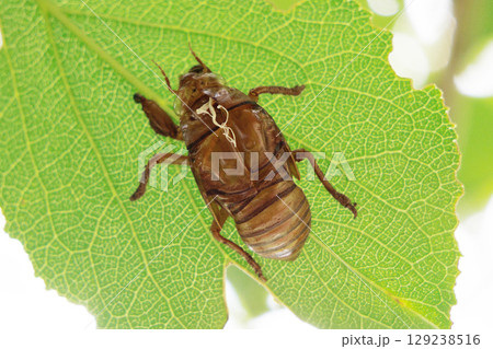 葉についたセミの抜け殻 129238516