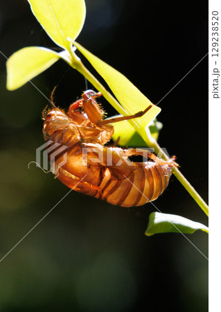 葉についたセミの抜け殻 葉についたセミの抜け殻 129238520