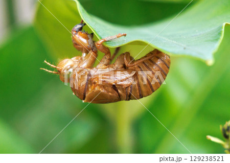 葉についたセミの抜け殻 葉についたセミの抜け殻 129238521