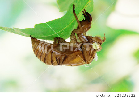 葉についたセミの抜け殻 129238522