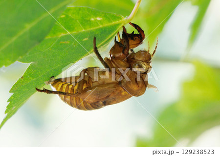 葉についたセミの抜け殻 129238523