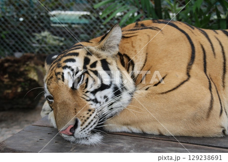ゆったり休むトラの姿 129238691