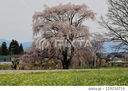 枝垂れ桜 129238719