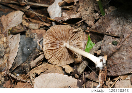 雑木林土壌に茶色いワサビカレバタケキノコ(ヒダと柄・自然環境下菌・キノコ類マクロ撮影) 雑木林土壌に茶色いワサビカレバタケキノコ(ヒダと柄・自然環境下菌・キノコ類マクロ撮影) 129238848