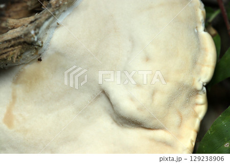 タマチョレイタケ科キノコの裏、多孔模様（アウトドアフィールド菌＆キノコ類マクロ撮影） 129238906