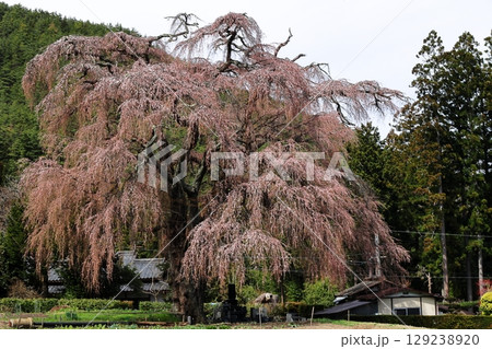 山里の桜 129238920