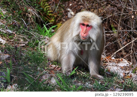お猿さん 129239095