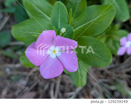 夏の庭に咲くニチニチソウのピンク色で中心が白い花びらの花 夏の庭に咲くニチニチソウのピンク色で中心が白い花びらの花 129239149