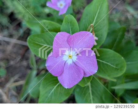 夏の庭に咲くニチニチソウのピンク色で中心が白い花びらの花 夏の庭に咲くニチニチソウのピンク色で中心が白い花びらの花 129239150