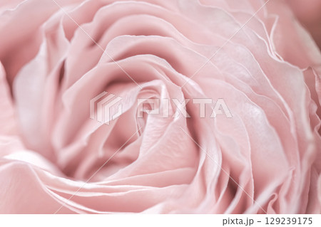 Abstract floral background, pink pale rose flower petals, soft focus. Macro flowers backdrop for holiday brand design 129239175