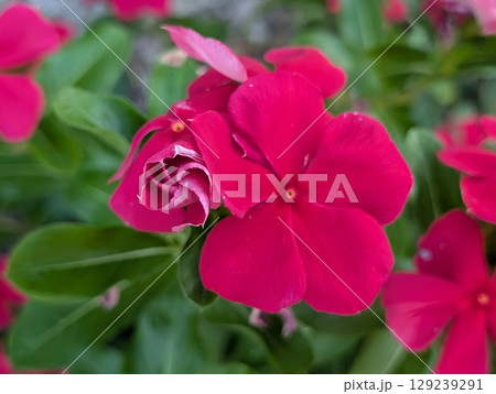 夏の庭に咲く赤いニチニチソウの花 129239291