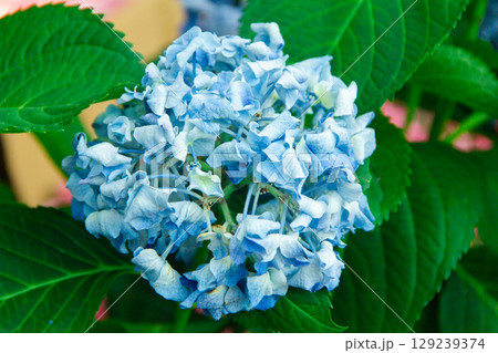 Close up view of colorful beautiful blue hydrangea Close up view of colorful beautiful blue hydrangea 129239374