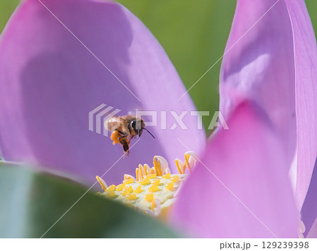ハスの花にとまるミツバチ 129239398