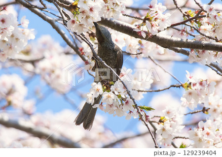 満開の桜の蜜を吸うヒヨドリ 満開の桜の蜜を吸うヒヨドリ 129239404