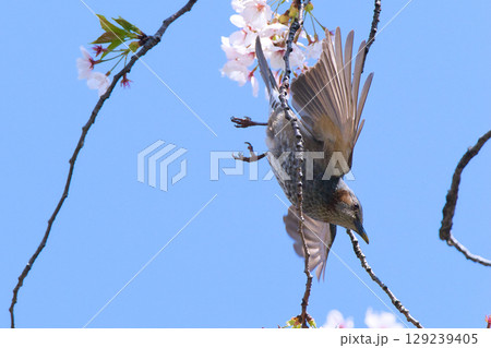 桜の蜜を吸うヒヨドリ 桜の蜜を吸うヒヨドリ 129239405
