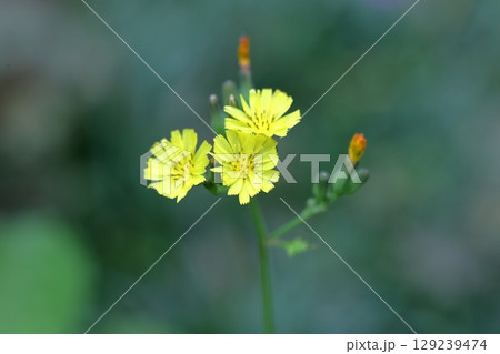 草花 129239474