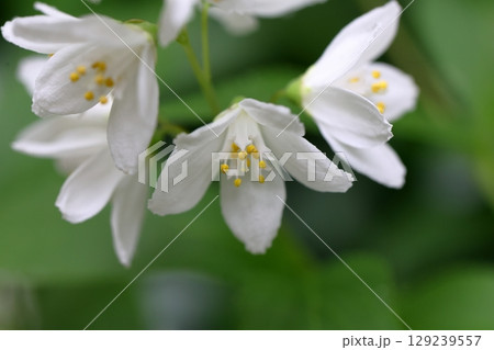 卯の花 卯の花 129239557