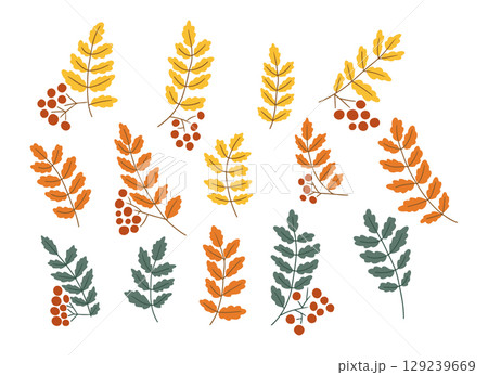 Hand drawn vector collection of colorful rowan leaves and berries in autumn shades on white background. Illustration symbolizing fall season, forest nature, and botanical diversity Hand drawn vector collection of colorful rowan leaves and berries in autumn shades on white background. Illustration symbolizing fall season, forest nature, and botanical diversity 129239669