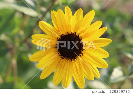 初夏の庭に咲く黄色い矮性ヒマワリの花 129239756