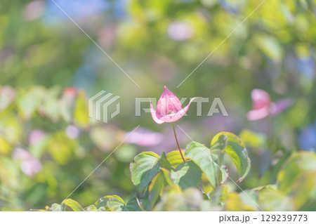 赤いハナミズキの花 129239773