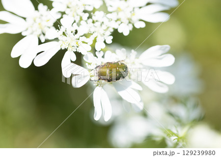 白い花にとまるハナムグリ 129239980