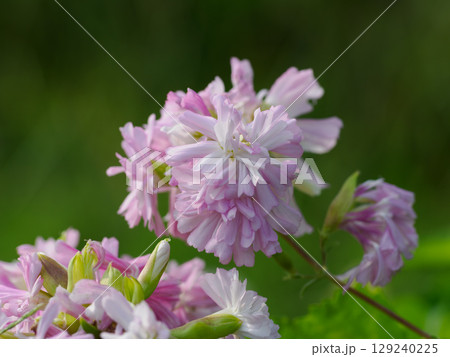 淡いピンクの八重咲きのサポナリア 淡いピンクの八重咲きのサポナリア 129240225
