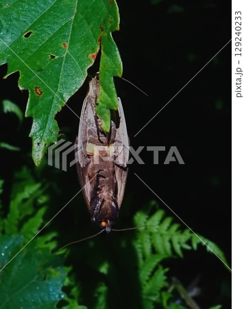 夏の夜の草原で見た、コウモリのような眼の光る生物（20250731020709） 129240233