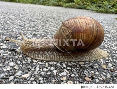 Snail on the street after rain 129240328