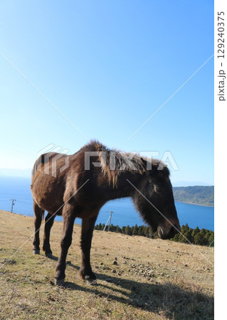 都井岬に生きる野生馬・岬馬の風景 都井岬に生きる野生馬・岬馬の風景 129240375