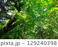 新緑の渓谷 129240398