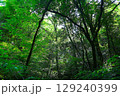 新緑の渓谷 129240399