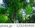 新緑の渓谷 129240400