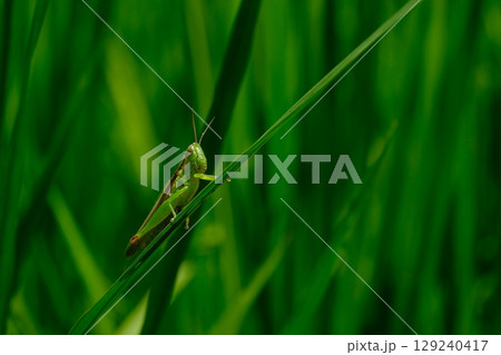 田んぼの悪人 コバネイナゴ 田んぼの悪人 コバネイナゴ 129240417
