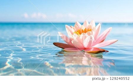 A delicate pink lotus on water in a serene pond, its petals unfurling gracefully A delicate pink lotus on water in a serene pond, its petals unfurling gracefully 129240552