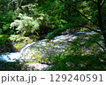 新緑の渓谷 129240591