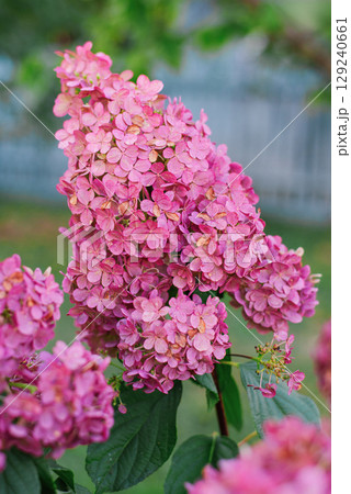 Pink Hydrangea Vanilla Fraise in Summer Garden Pink Hydrangea Vanilla Fraise in Summer Garden 129240661