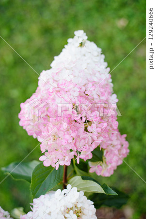 Beginning Pink Bloom On Hydrangea Vanilla Fraise 129240666