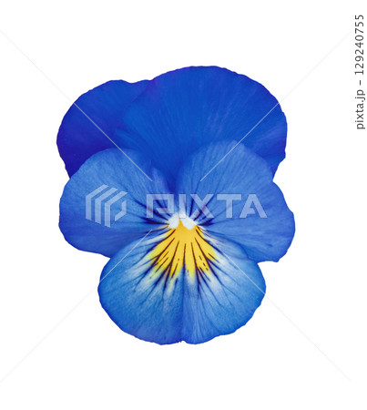 Closeup blue pansy flower isolated on white background Blooming Viola wirttrockiana plants cut out element for design 129240755
