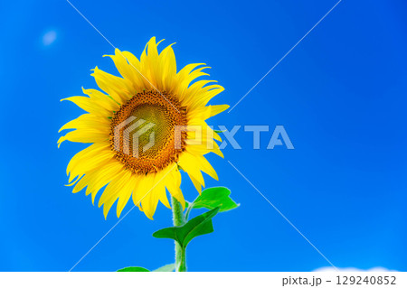 【花素材】山中湖村花の都公園にあるひまわりと青空【山梨県】 129240852