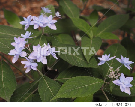 六義園に咲くアジサイ(七段花)の青い花 六義園に咲くアジサイ(七段花)の青い花 129241073