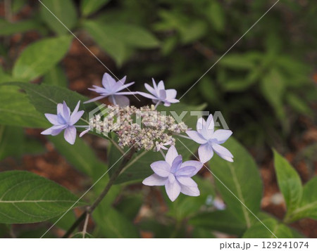 六義園に咲くアジサイ(七段花)の青い花 六義園に咲くアジサイ(七段花)の青い花 129241074