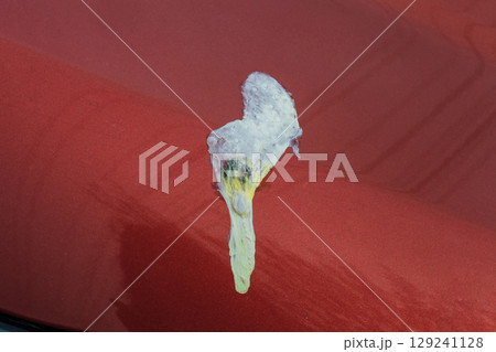 Bird dropping smudge on car hood background. Dirty birds shit stain on red metallic vehicle shiny surface close up 129241128