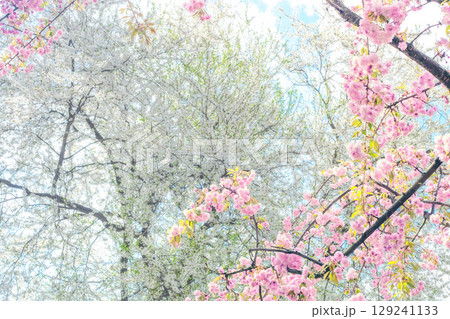 Blossoms spring sunlight garden background. Beauty blossoming sakura and apples in springtime park, hanami enjoying 129241133