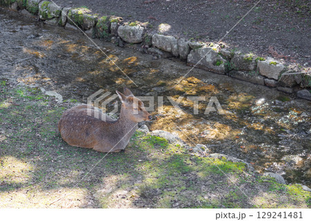 安芸の宮島の鹿 安芸の宮島の鹿 129241481