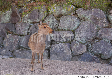 安芸の宮島の鹿 129241483