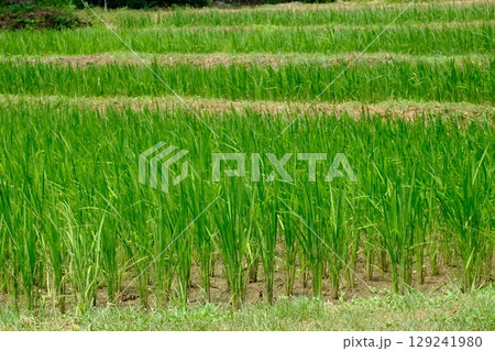 豊作の予感　奈良ばい谷戸の田んぼ 129241980