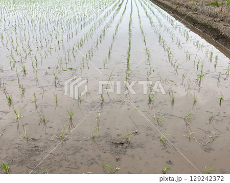 田植えを終えた田んぼ_田植え直後の水田 田植えを終えた田んぼ_田植え直後の水田 129242372