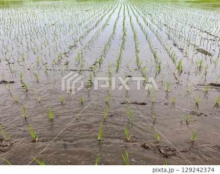田植えを終えた田んぼ_田植え直後の水田 田植えを終えた田んぼ_田植え直後の水田 129242374