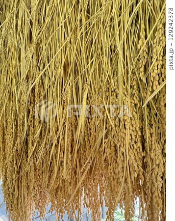 収穫された稲穂_干して乾かしている稲穂 129242378