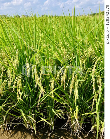 たわわに実った稲穂_夏 たわわに実った稲穂_夏 129242379